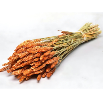 Tarwe 'oranje' | gehele bos