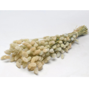 Lagurus Ovatus 'naturel' | gehele bos