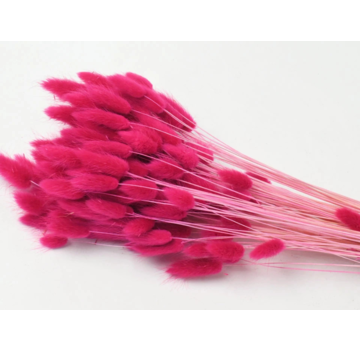 Lagurus Ovatus 'fuchsia' | gehele bos