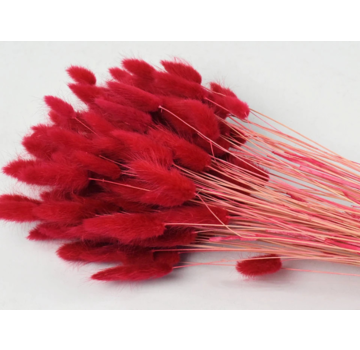Lagurus Ovatus 'rood' | gehele bos