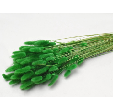 Lagurus Ovatus 'groen' | gehele bos