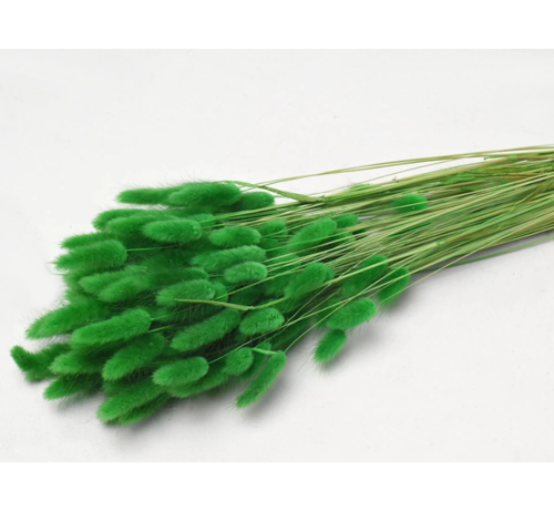 Lagurus Ovatus 'groen' | gehele bos