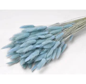 Lagurus Ovatus 'pastelblauw' | gehele bos