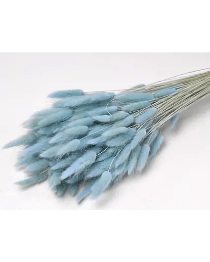 Lagurus Ovatus 'pastelblauw' | gehele bos