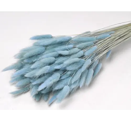 Lagurus Ovatus 'pastelblauw' | gehele bos