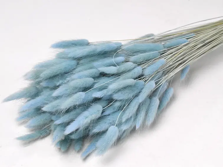 Lagurus Ovatus 'pastelblauw' | gehele bos