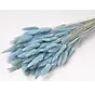 Lagurus Ovatus 'pastelblauw' | gehele bos