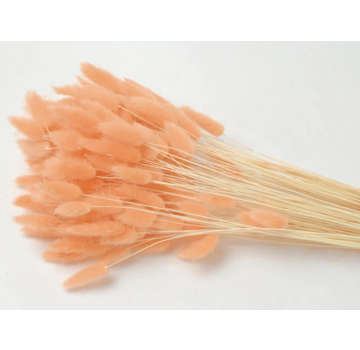 Lagurus Ovatus 'pastel perzik' | gehele bos