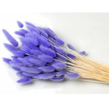 Lagurus Ovatus 'pastel violet' | gehele bos
