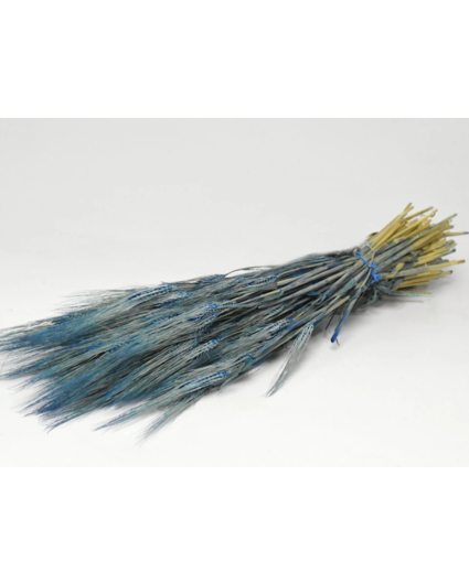 Gerst 'blauw' | gehele bos