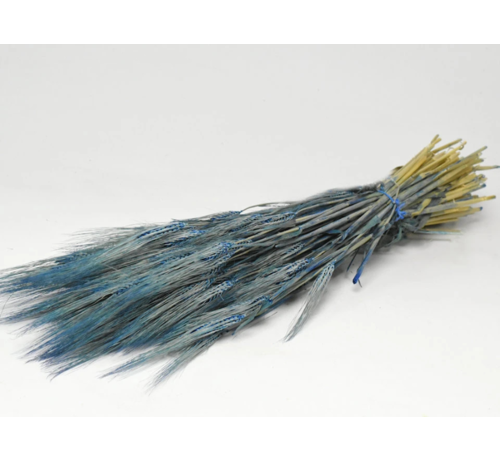 Gerst 'blauw' | gehele bos