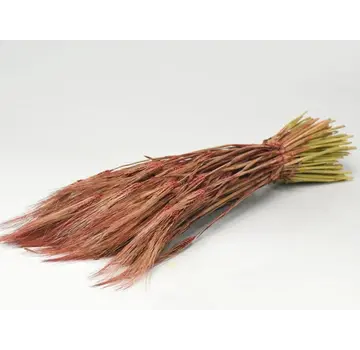 Gerst 'rood' | gehele bos