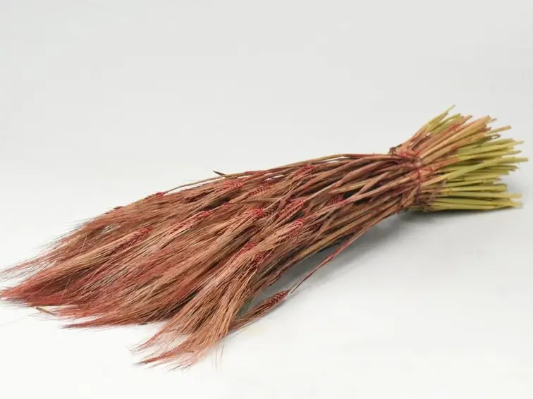 Gerst 'rood' | gehele bos