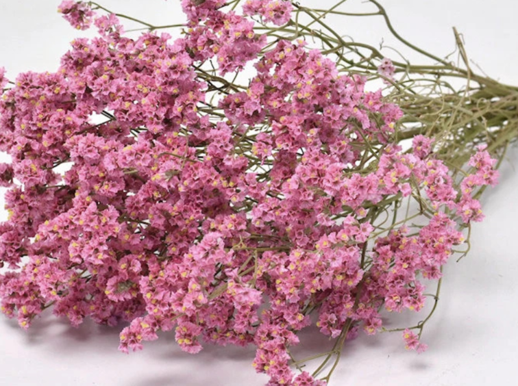 Limonium 'diamond roze'