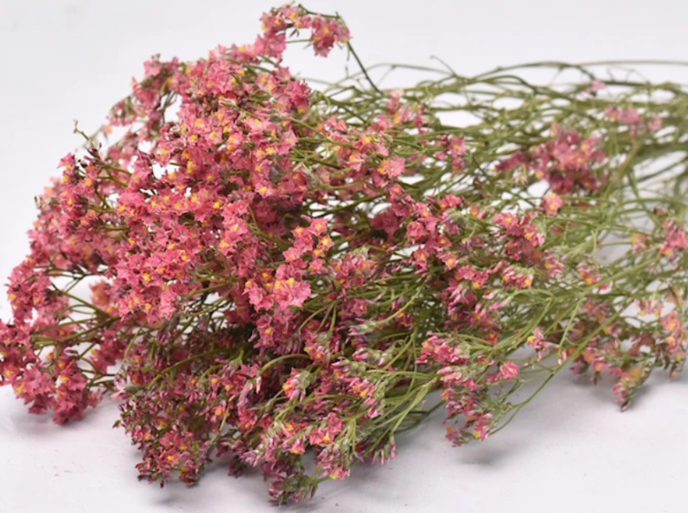 Limonium 'Diamond red'