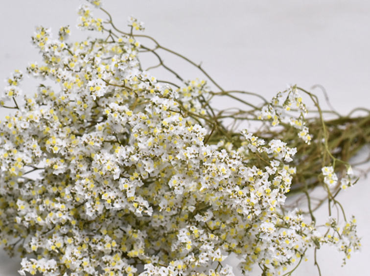 Limonium 'diamond wit'