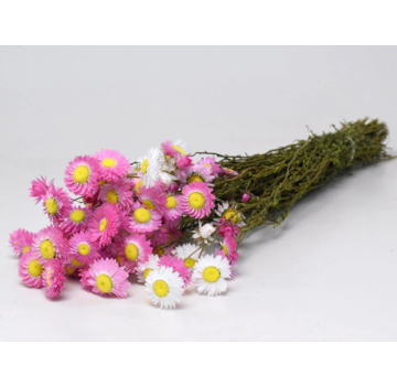 Acroclinium 'roze' | gehele bos