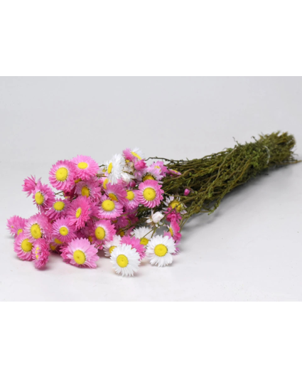 Acroclinium 'roze' | gehele bos