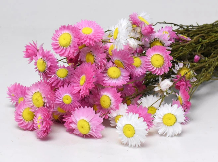 Acroclinium 'roze' | gehele bos