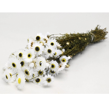 Acroclinium 'wit' | gehele bos