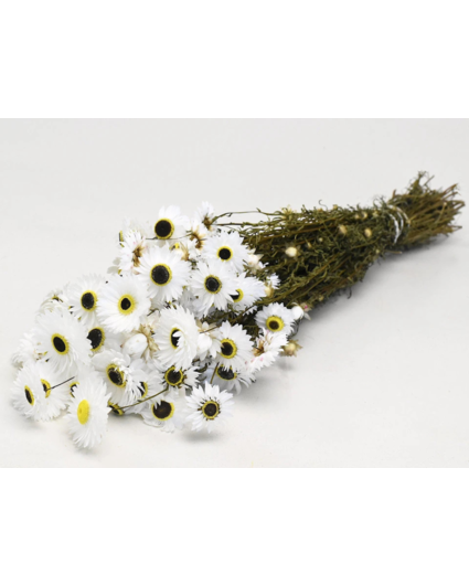 Uitverkocht - Acroclinium 'wit' | gehele bos