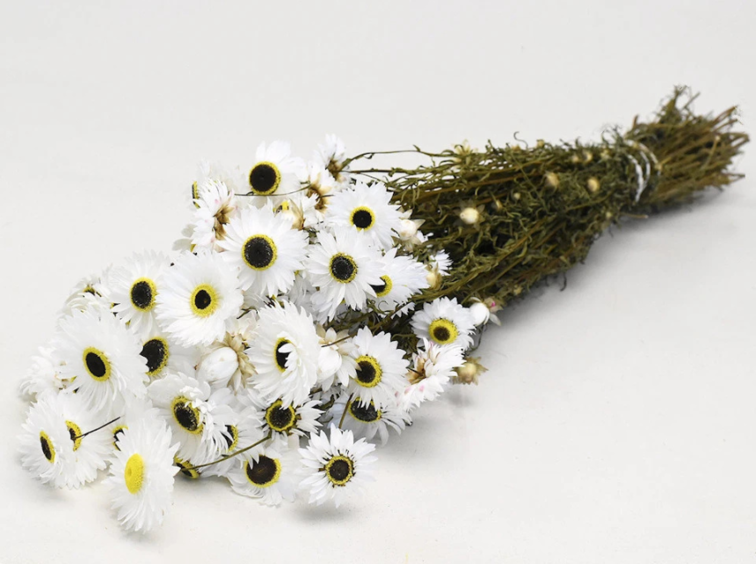 Acroclinium 'wit' | gehele bos