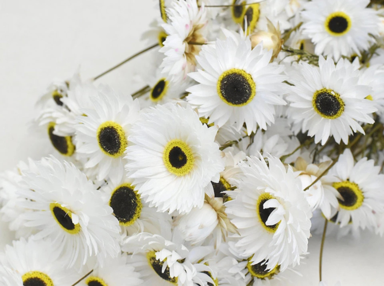 Acroclinium 'wit' | gehele bos