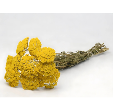 Achillea Parker 'naturel' | gehele bos