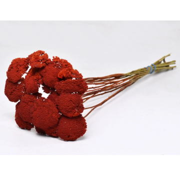 Achillea Parker 'rood' | gehele bos