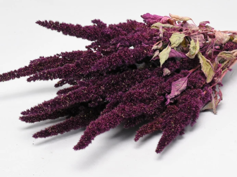 Amaranthus 'rood' | gehele bos
