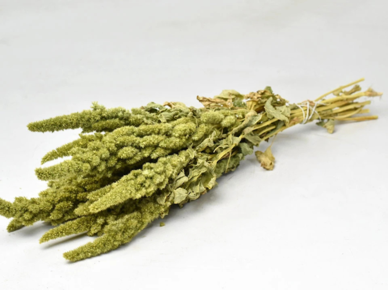 Amaranthus 'groen' | gehele bos