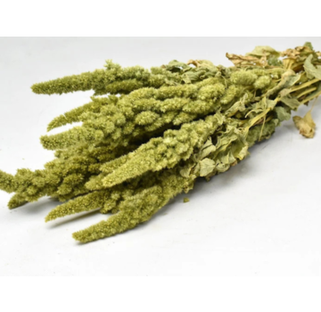 Amaranthus 'groen' | gehele bos