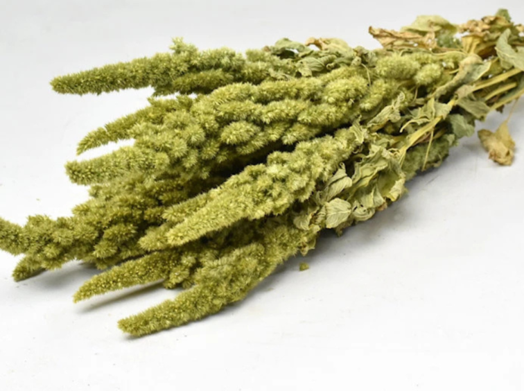 Amaranthus 'groen' | gehele bos