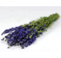 Delphinium 'dark blue' | gehele bos