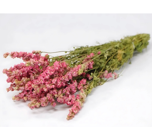 Delphinium 'roze' | gehele bos