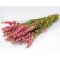 Delphinium 'roze' | gehele bos