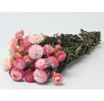 Helichrysum 'roze' | gehele bos