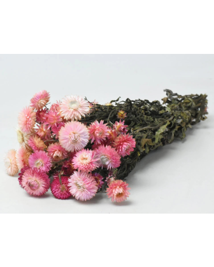 Helichrysum 'roze' | gehele bos