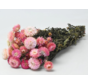 Helichrysum 'roze' | gehele bos