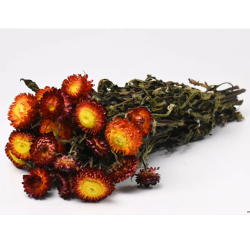 Helichrysum 'rood' | gehele bos