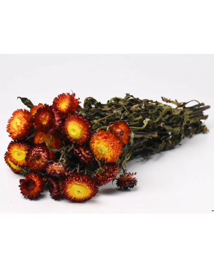 Helichrysum 'rood' | gehele bos