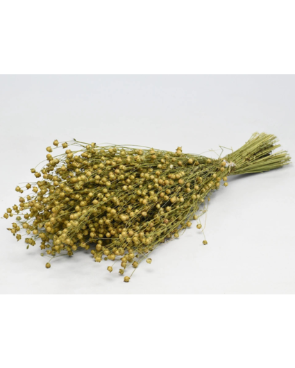 Linum 'naturel' | gehele bos