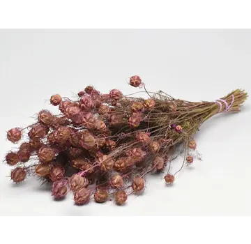 Nigella 'roze' | gehele bos