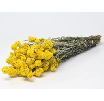 Sanfordii 'naturel' | gehele bos