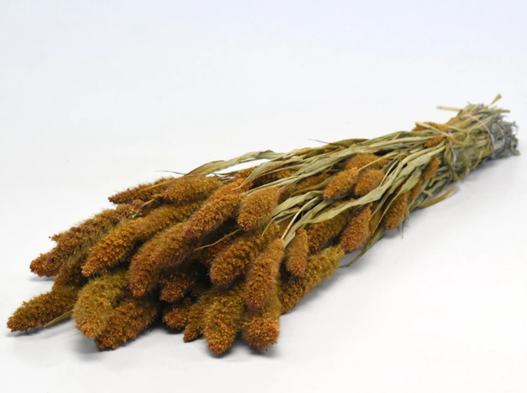 Setaria 'oranje' | gehele bos