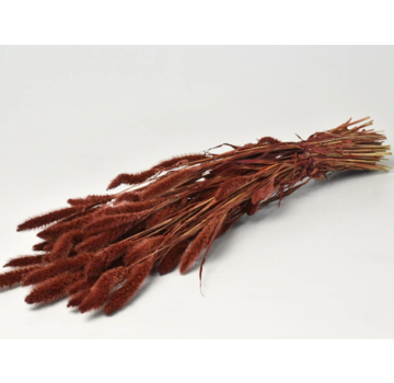 Setaria 'roodbruin' | gehele bos