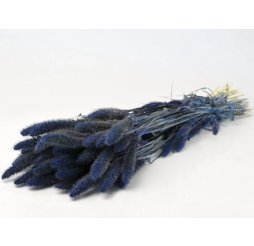 Setaria 'blauw' | gehele bos