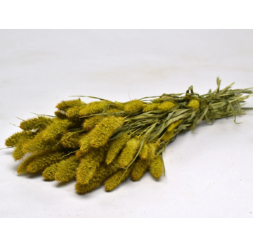 Setaria 'geel' | gehele bos