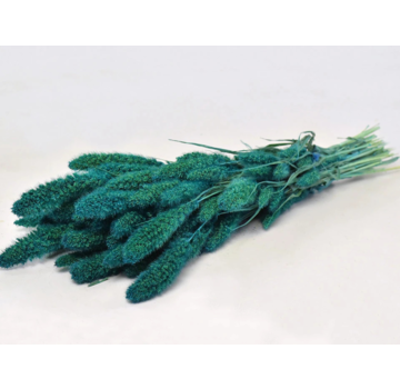 Setaria 'petrol blauw'