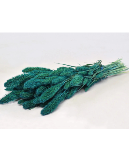 Setaria 'petrol blauw' | gehele bos